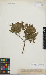 Foto von Salix foetida Schleich. ex DC. x Salix waldsteiniana Willd.